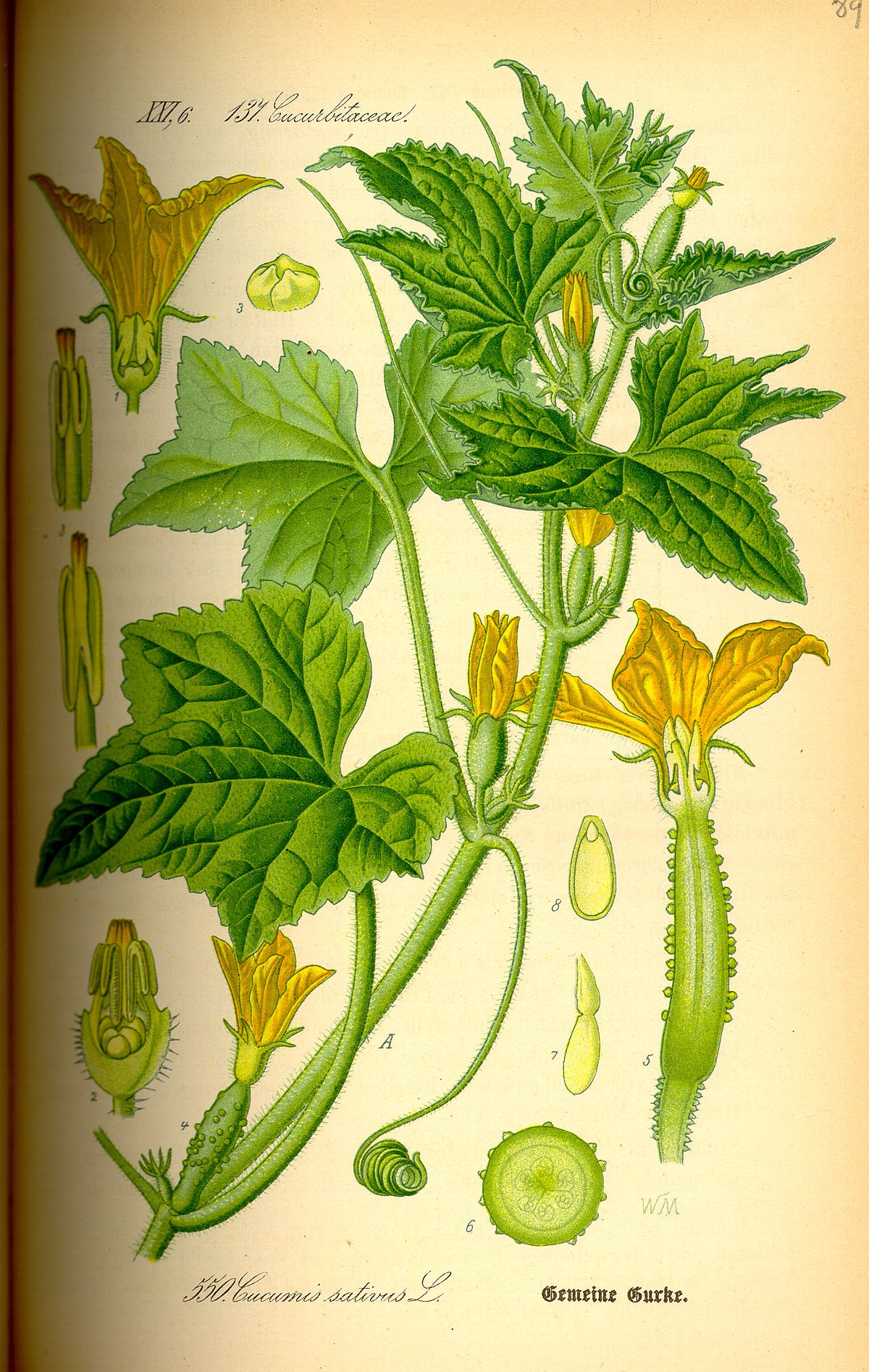 Concombre