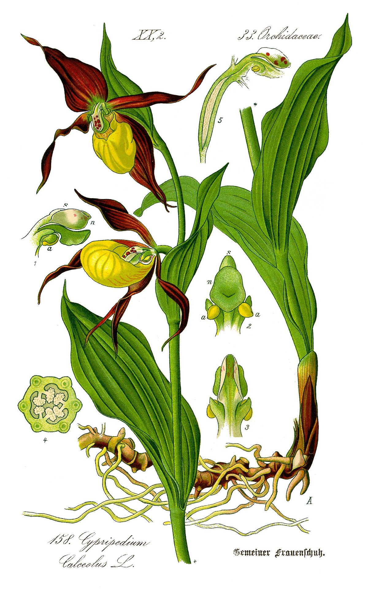 Sabot de Vénus