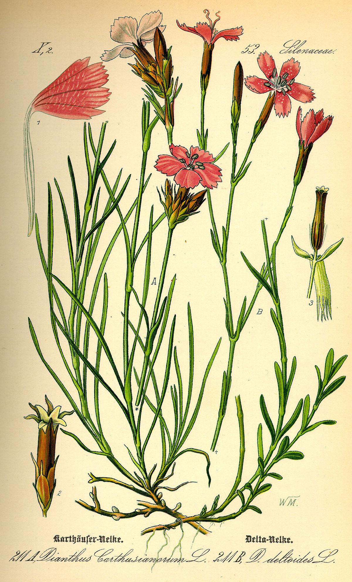 Caryophyllales