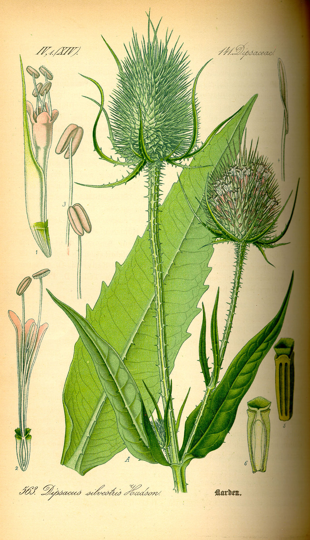 Cardère sauvage