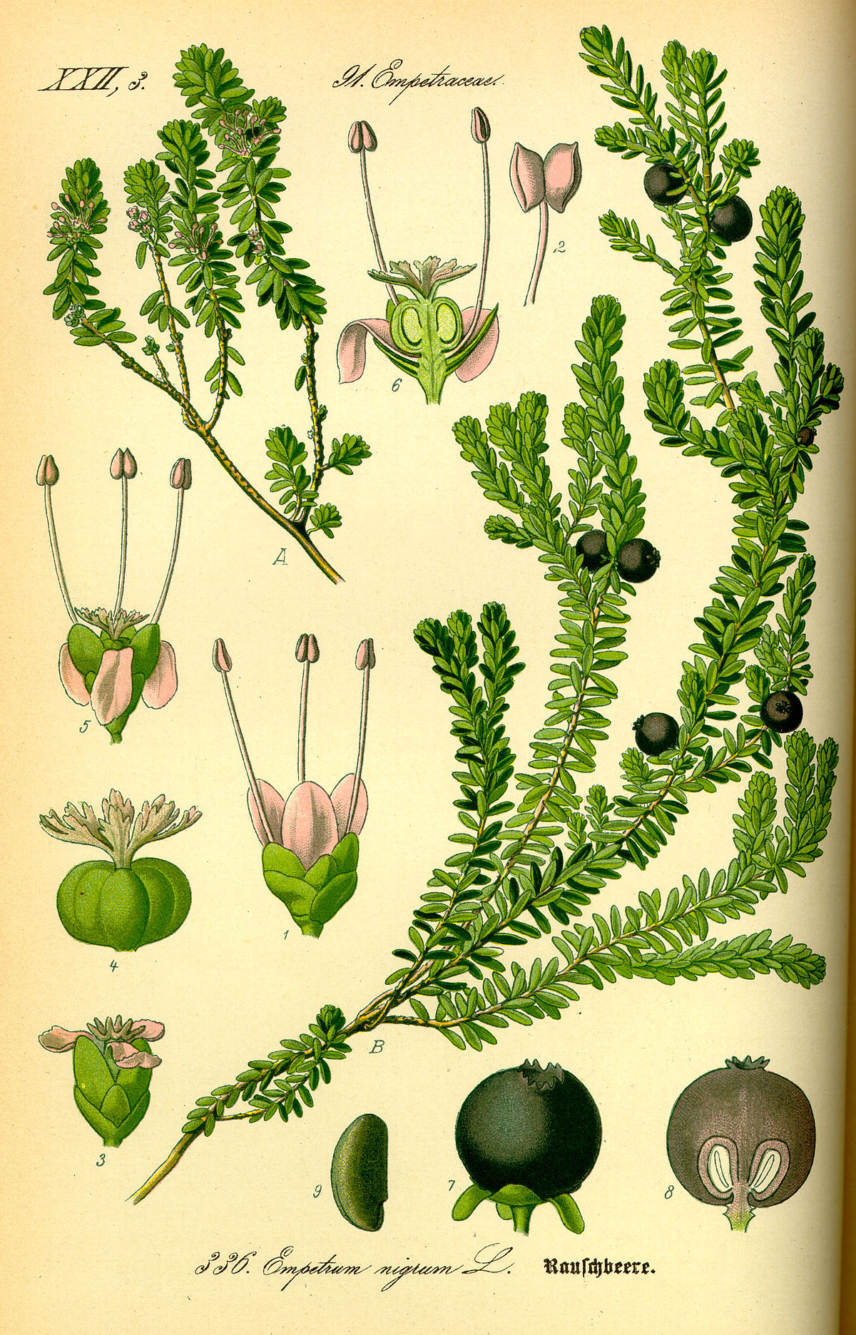 Empetrum