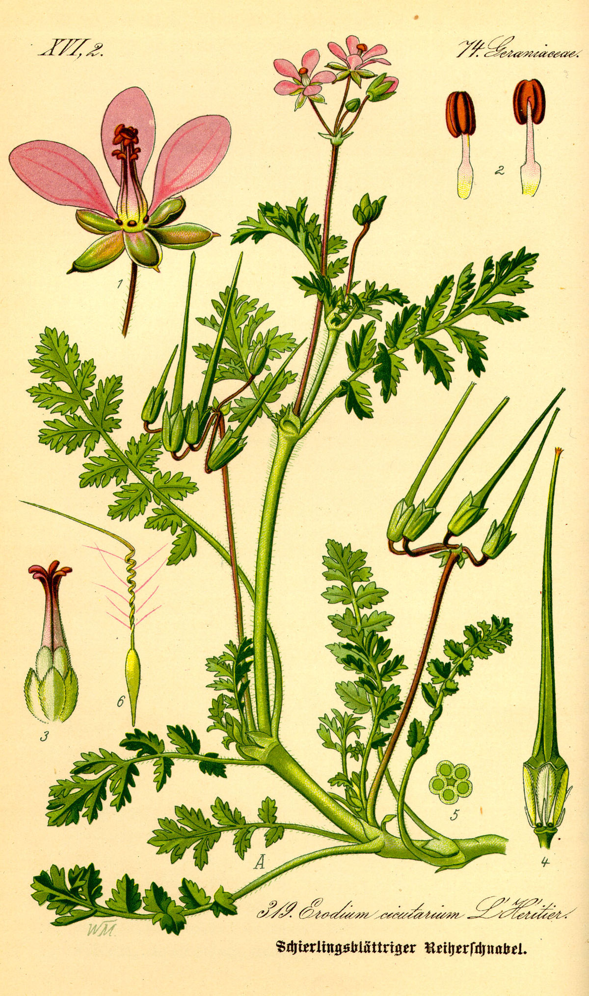 Erodium cicutarium