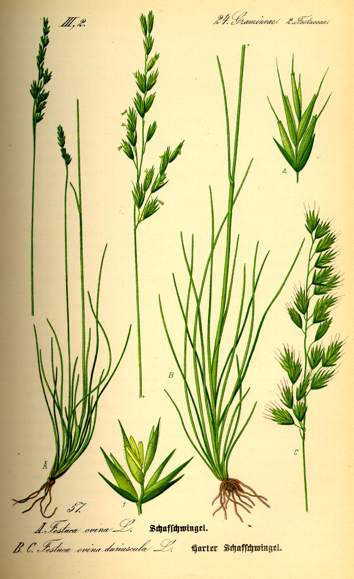 Fétuque