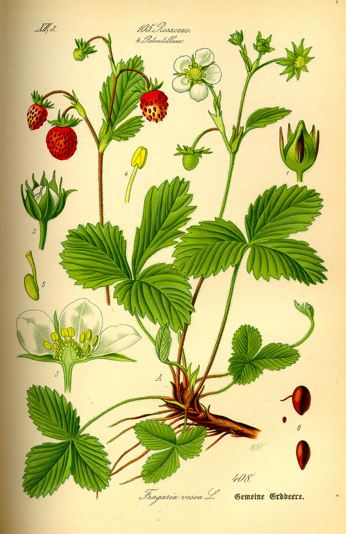 Fragaria