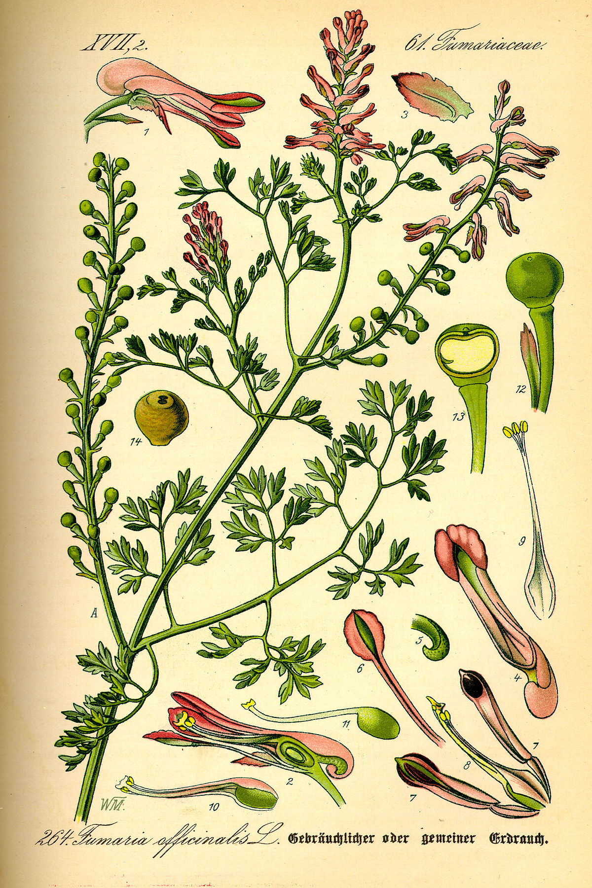Fumeterre officinale