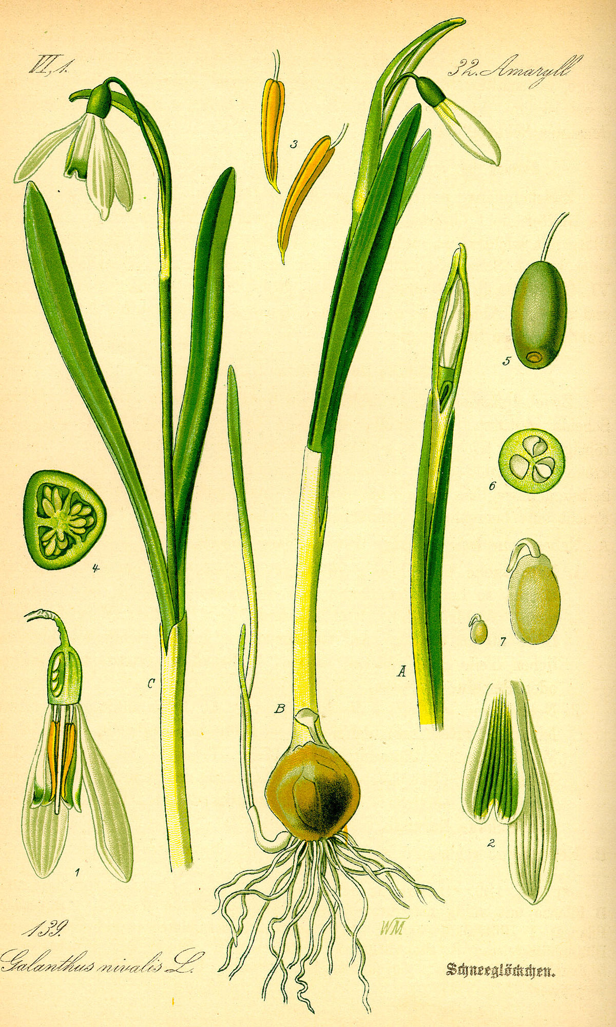 Galanthus