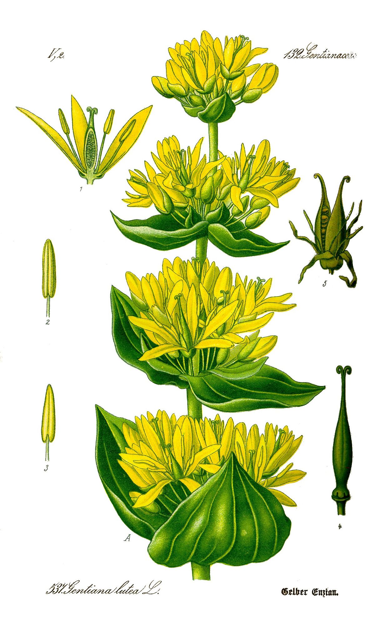 Gentiane jaune