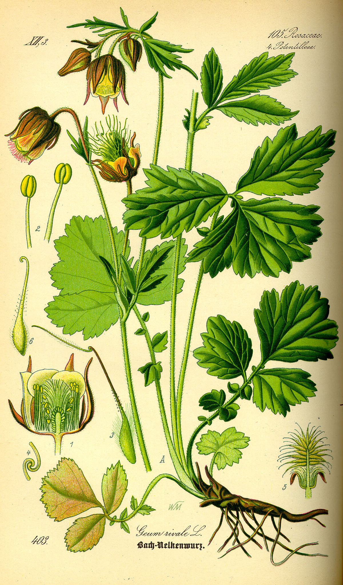 Benoîte
