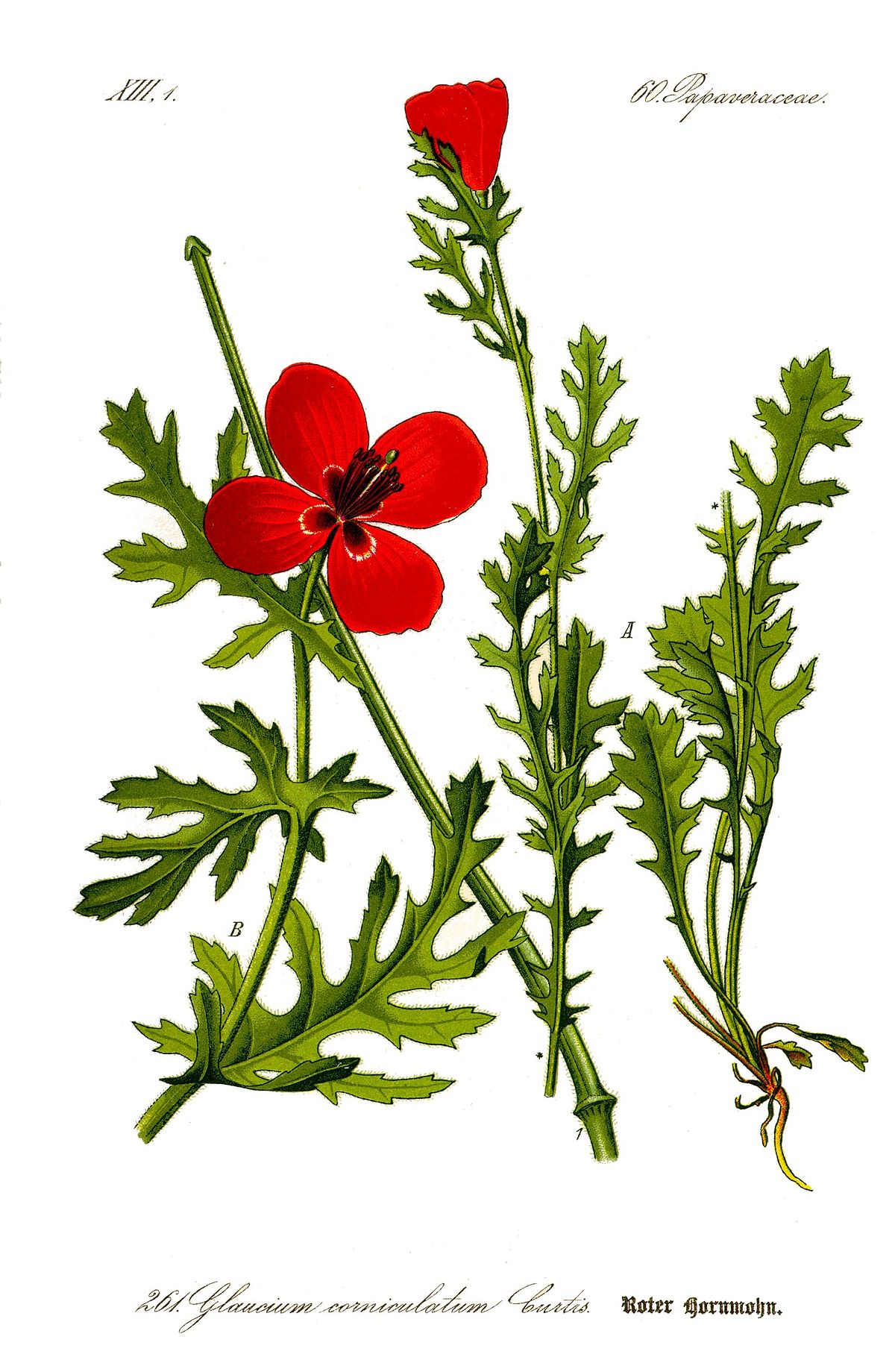 Papaveraceae