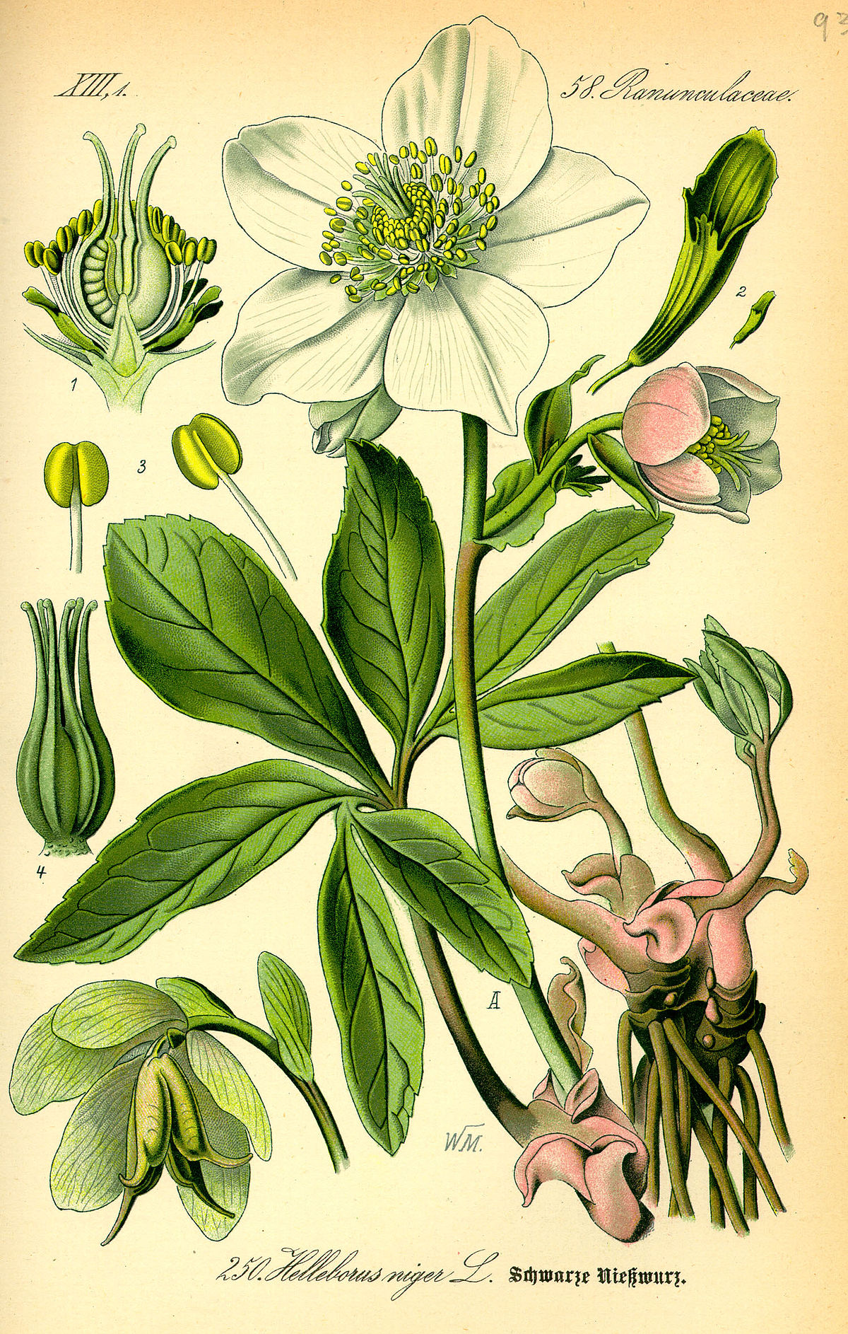 Helleborus