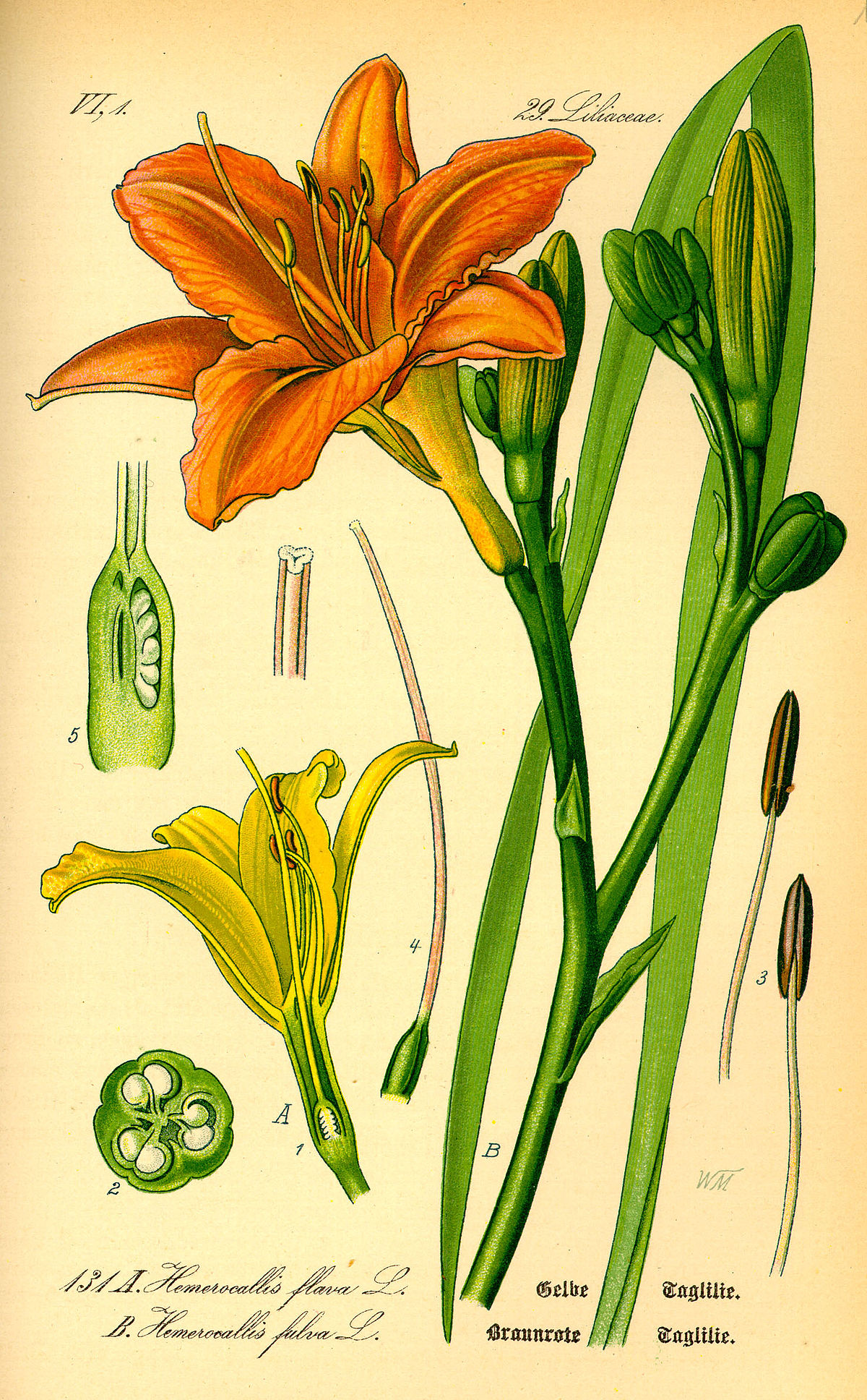Hémérocalle