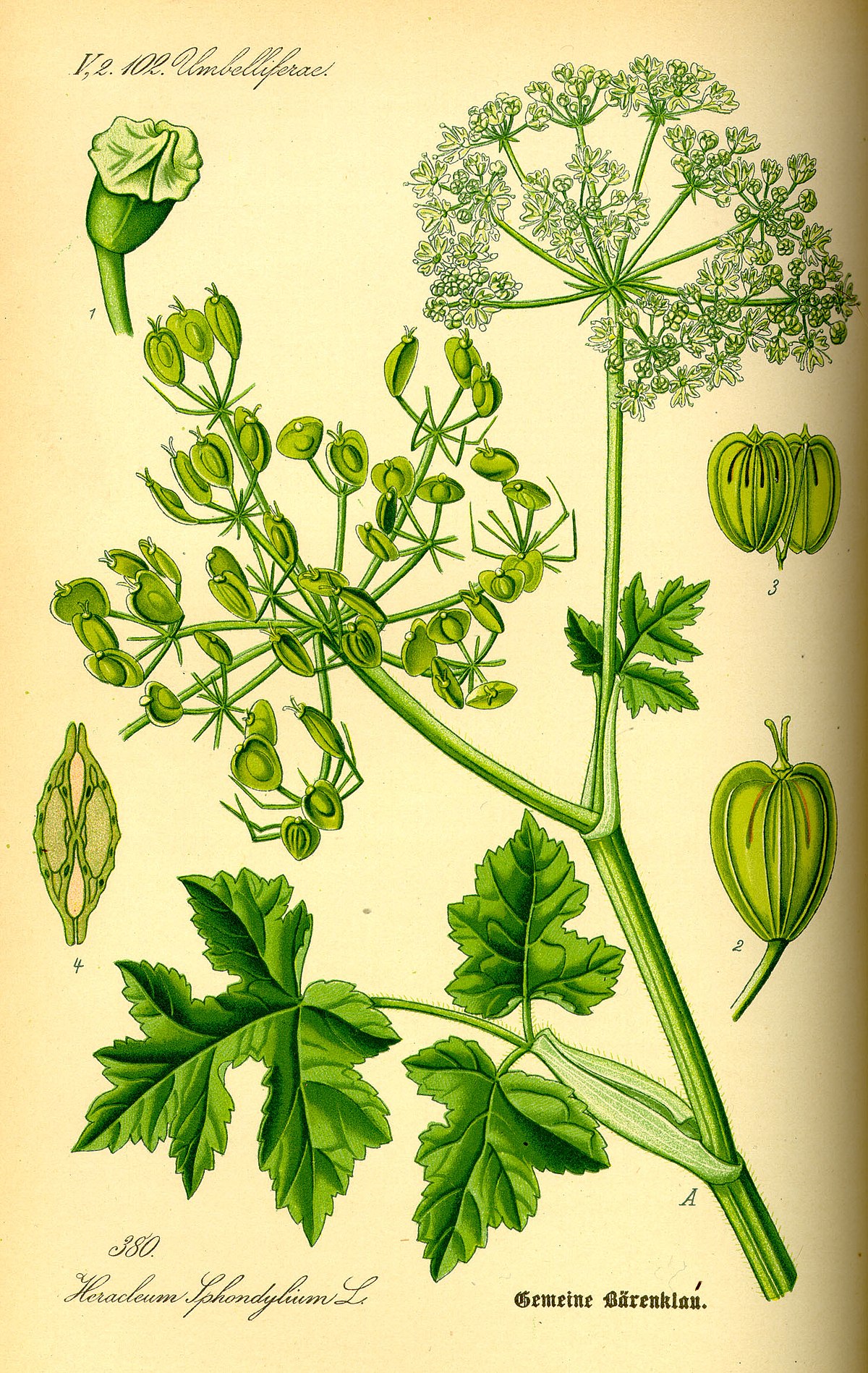 Heracleum sphondylium