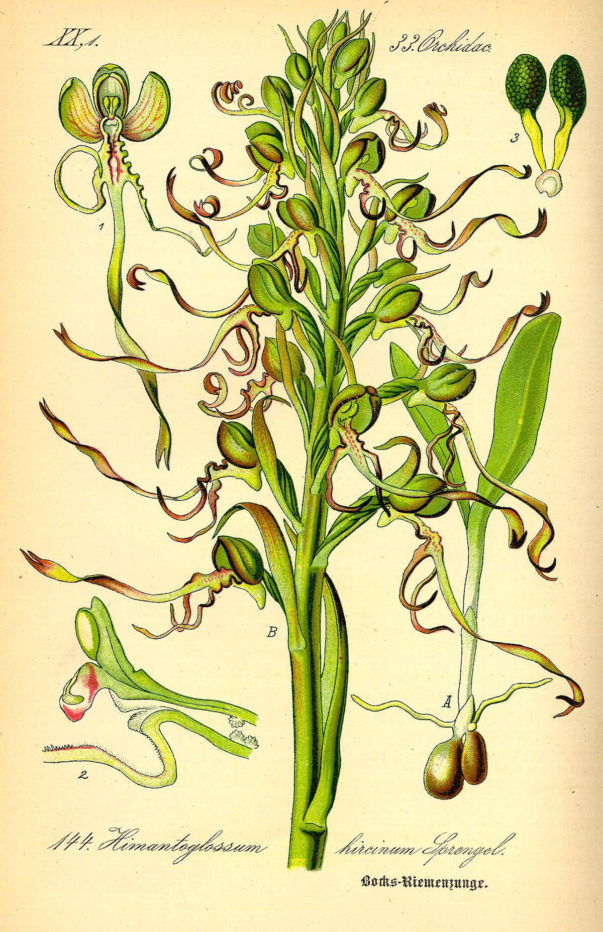 Himantoglossum