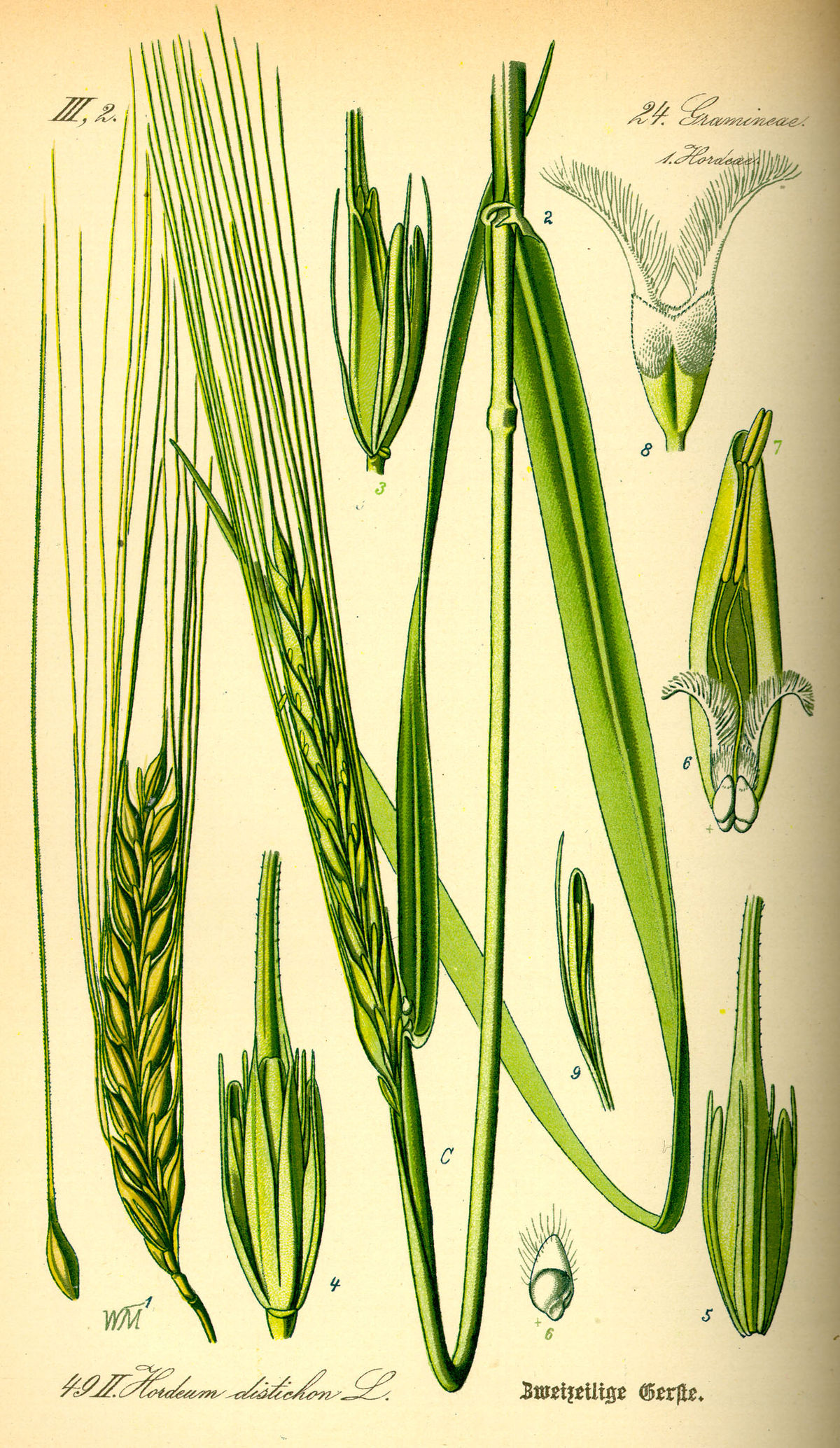 Hordeum