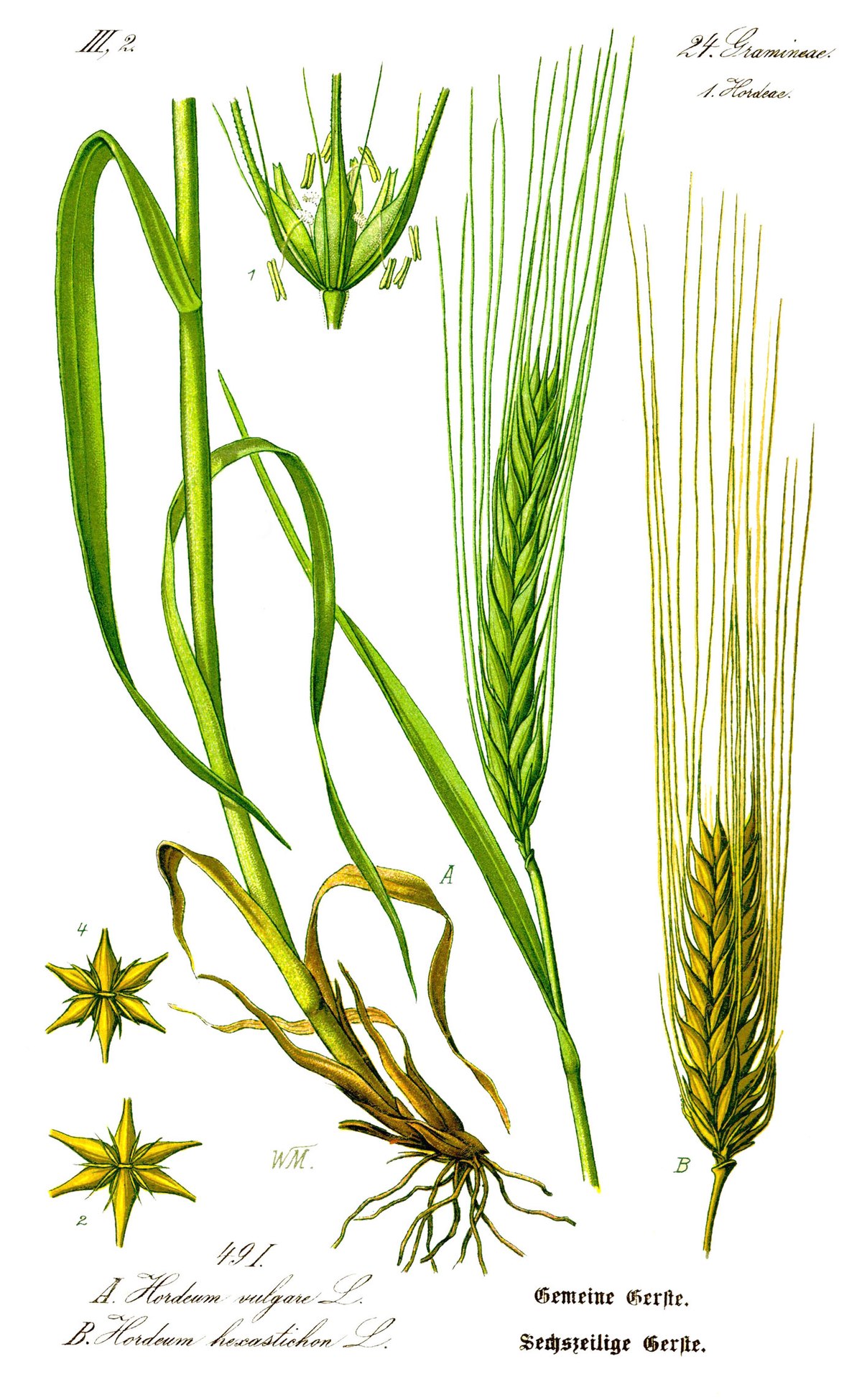 Orge commune