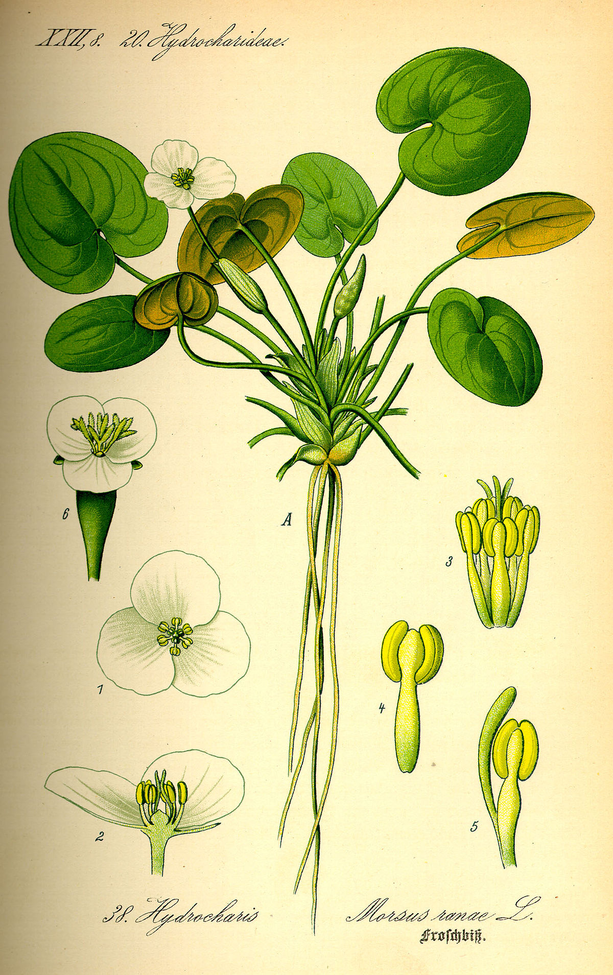 Hydrocharitaceae