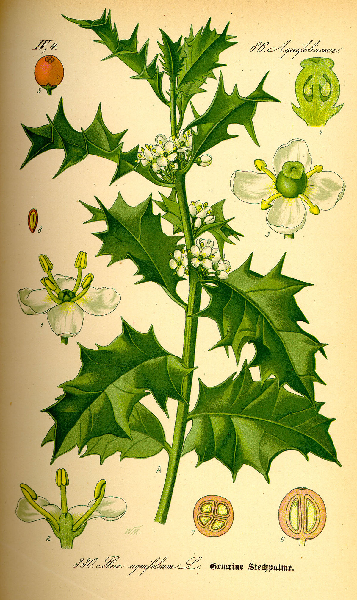 Houx