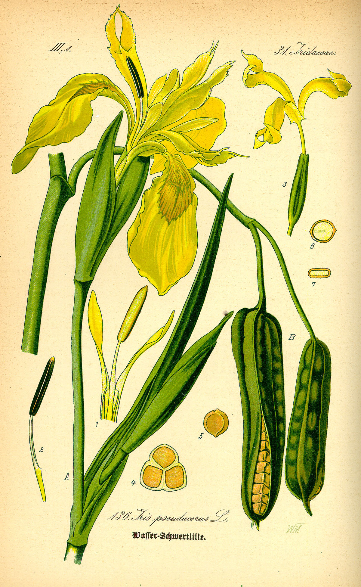 Iris des marais
