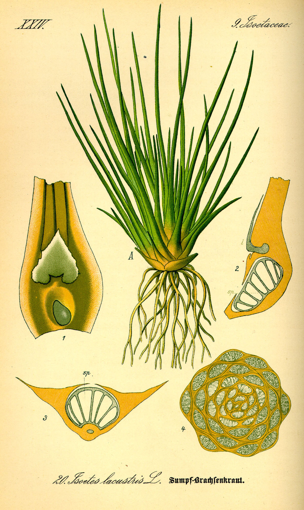 Isoetes