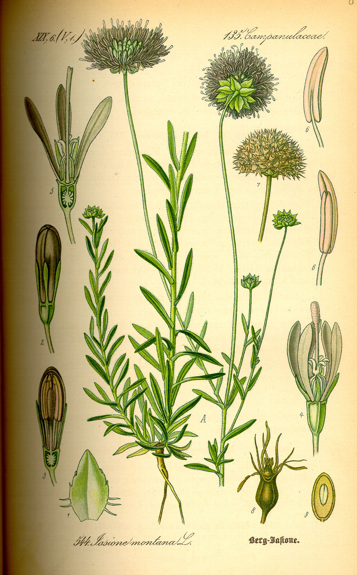 Jasione