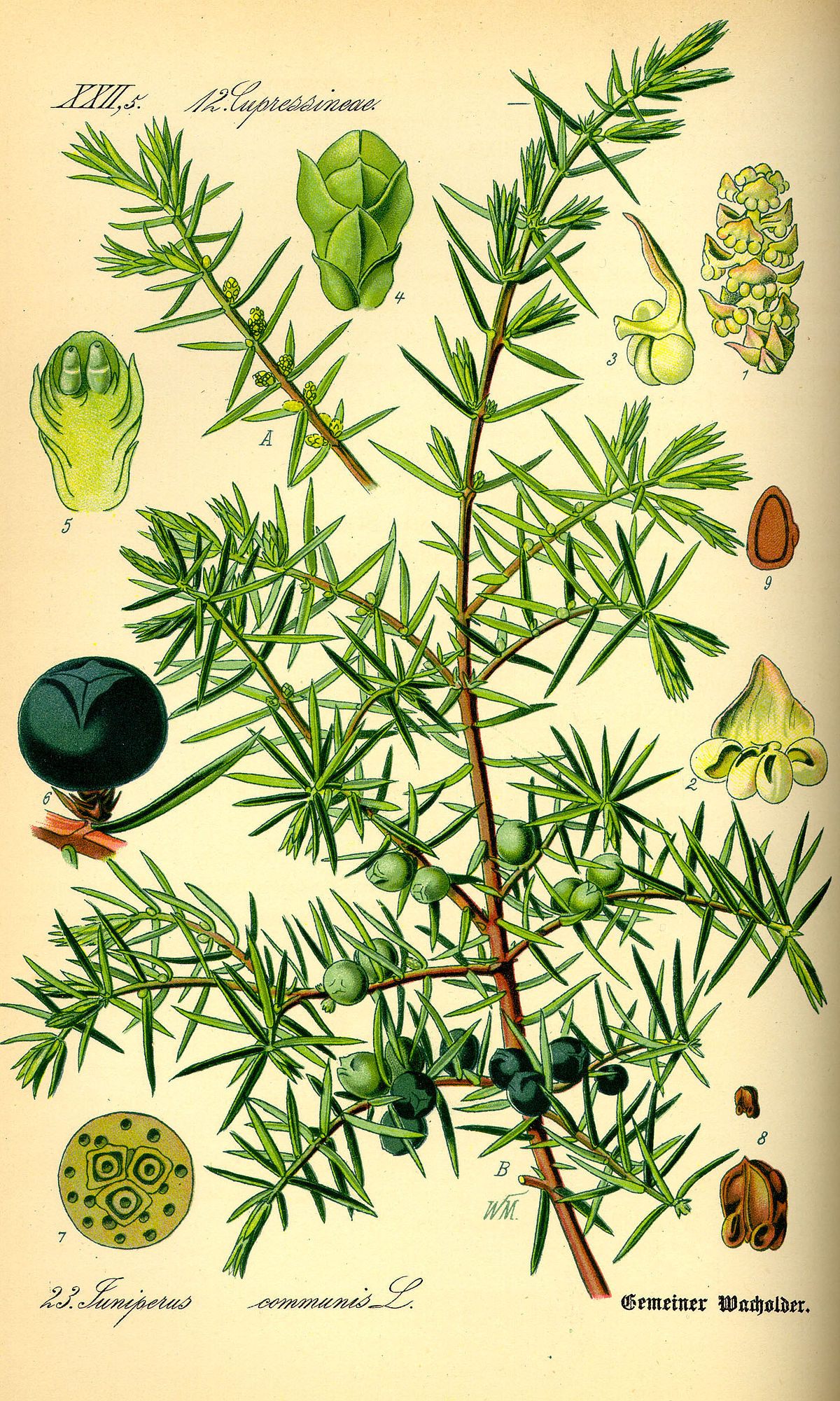 Genévrier