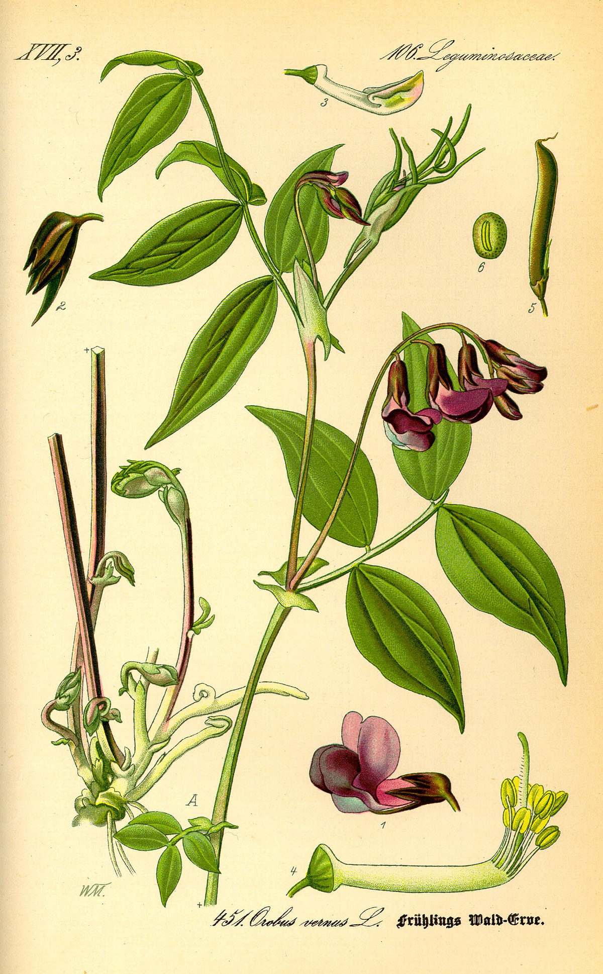 Gesse printanière