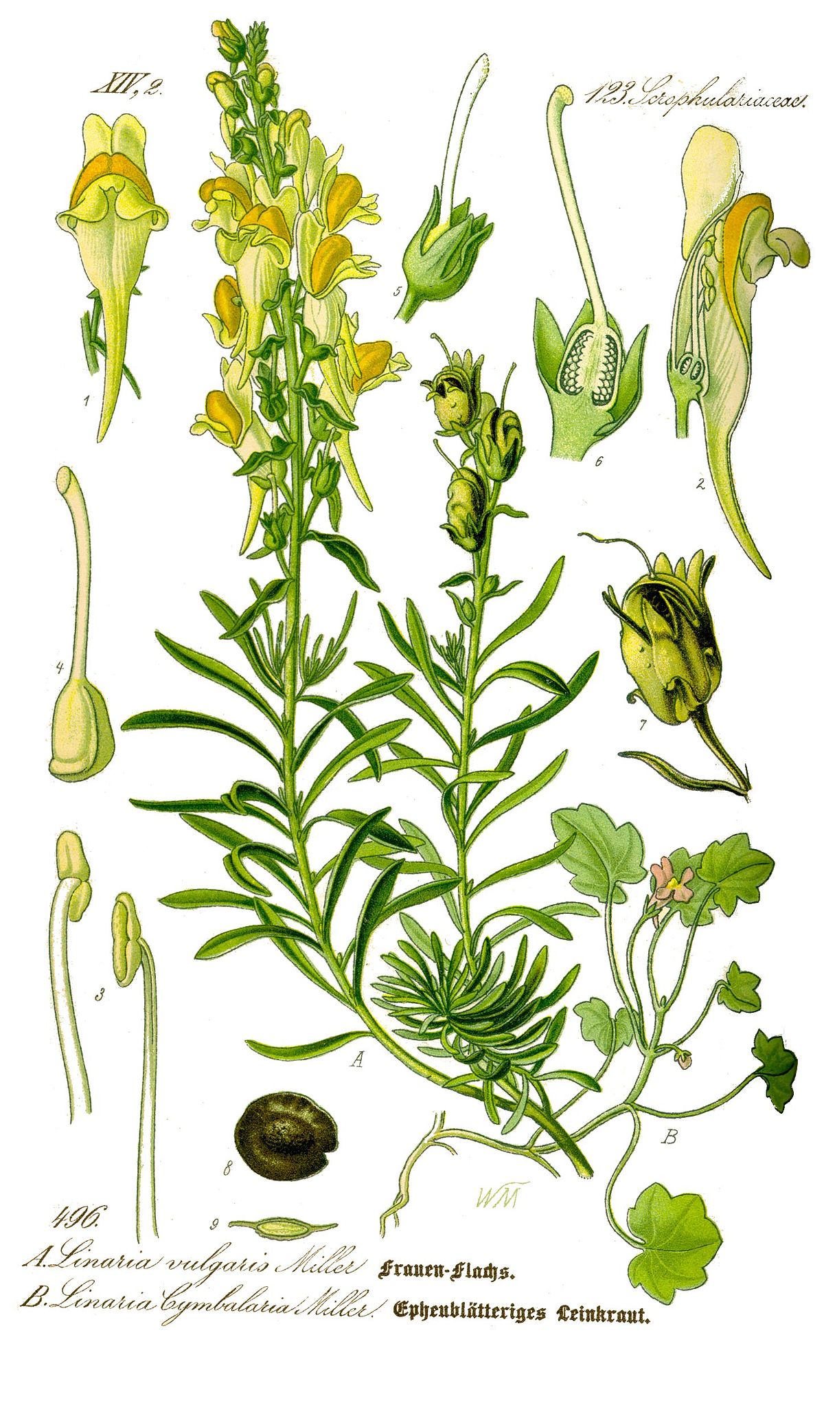 Linaria