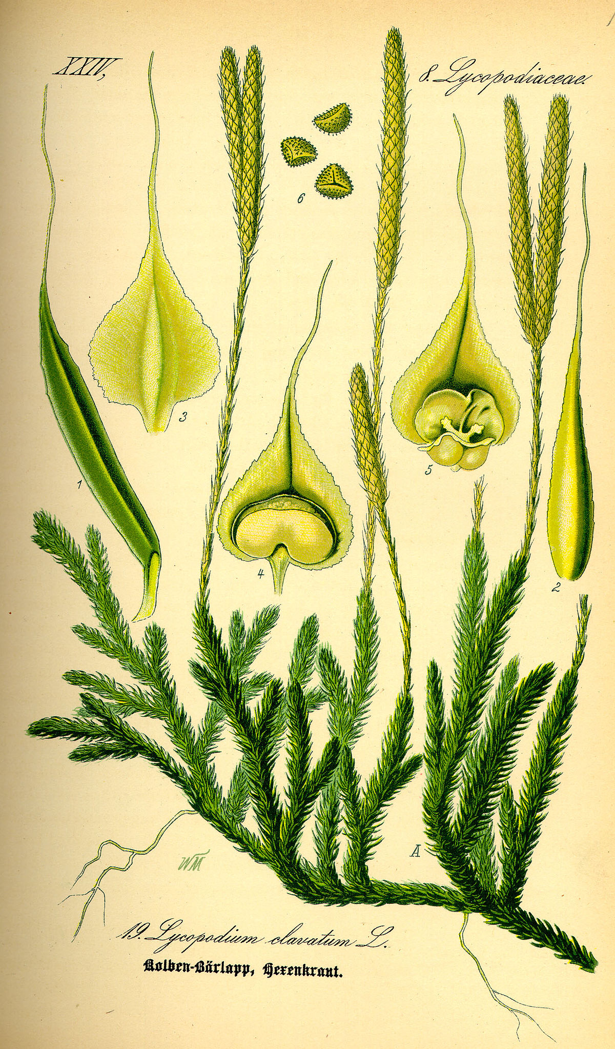 Lycopode officinal