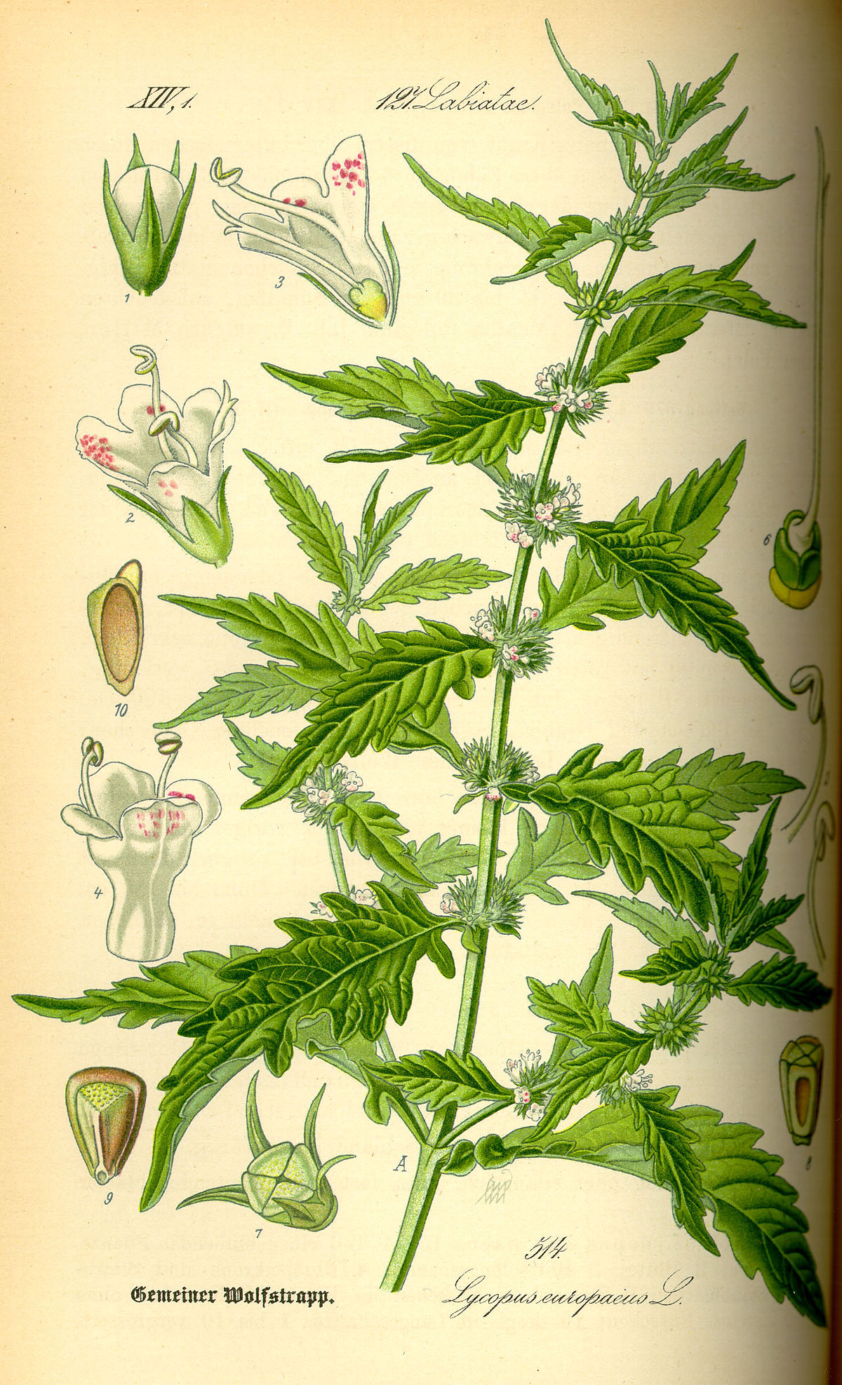 Lycopus