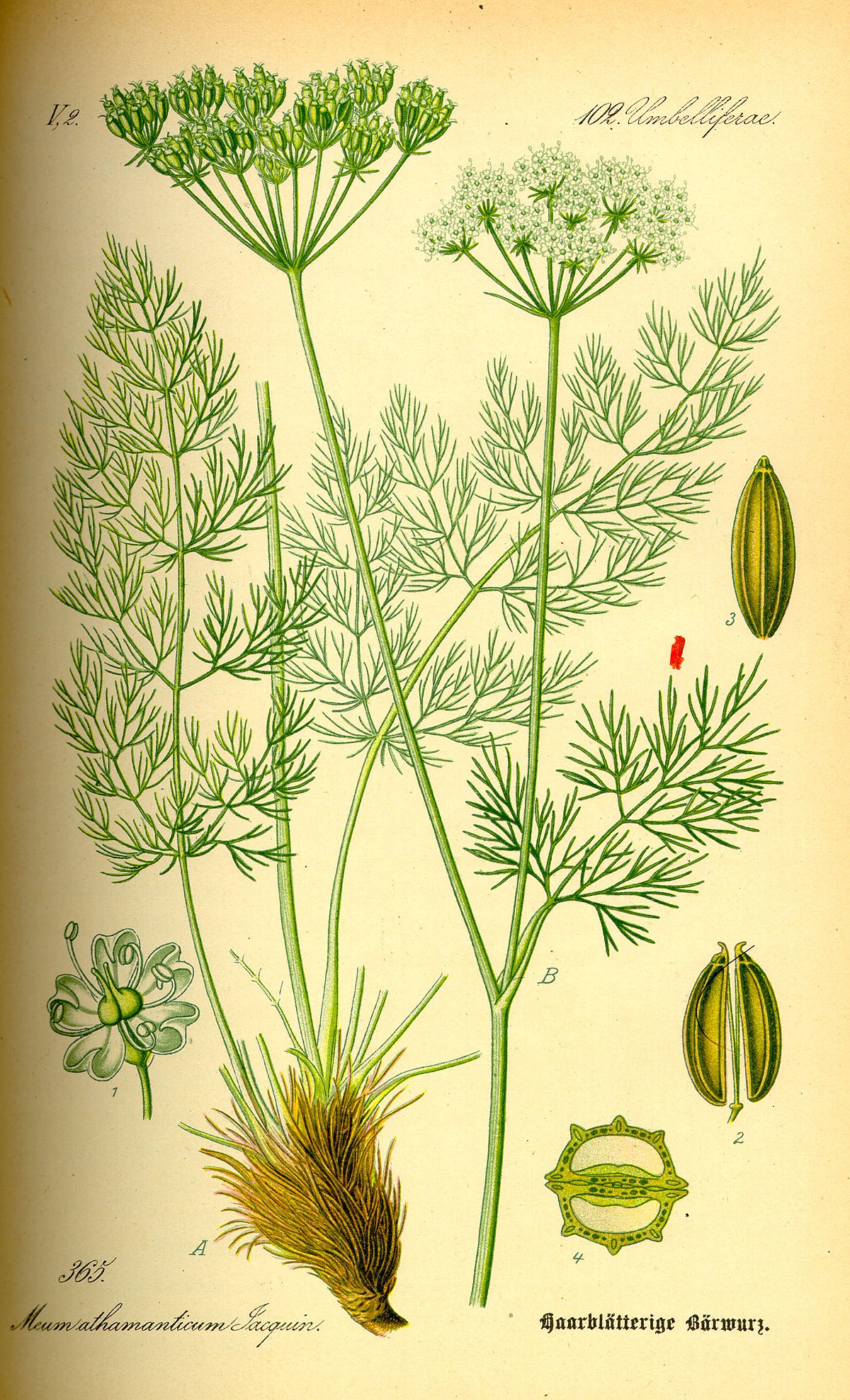 Fenouil des Alpes