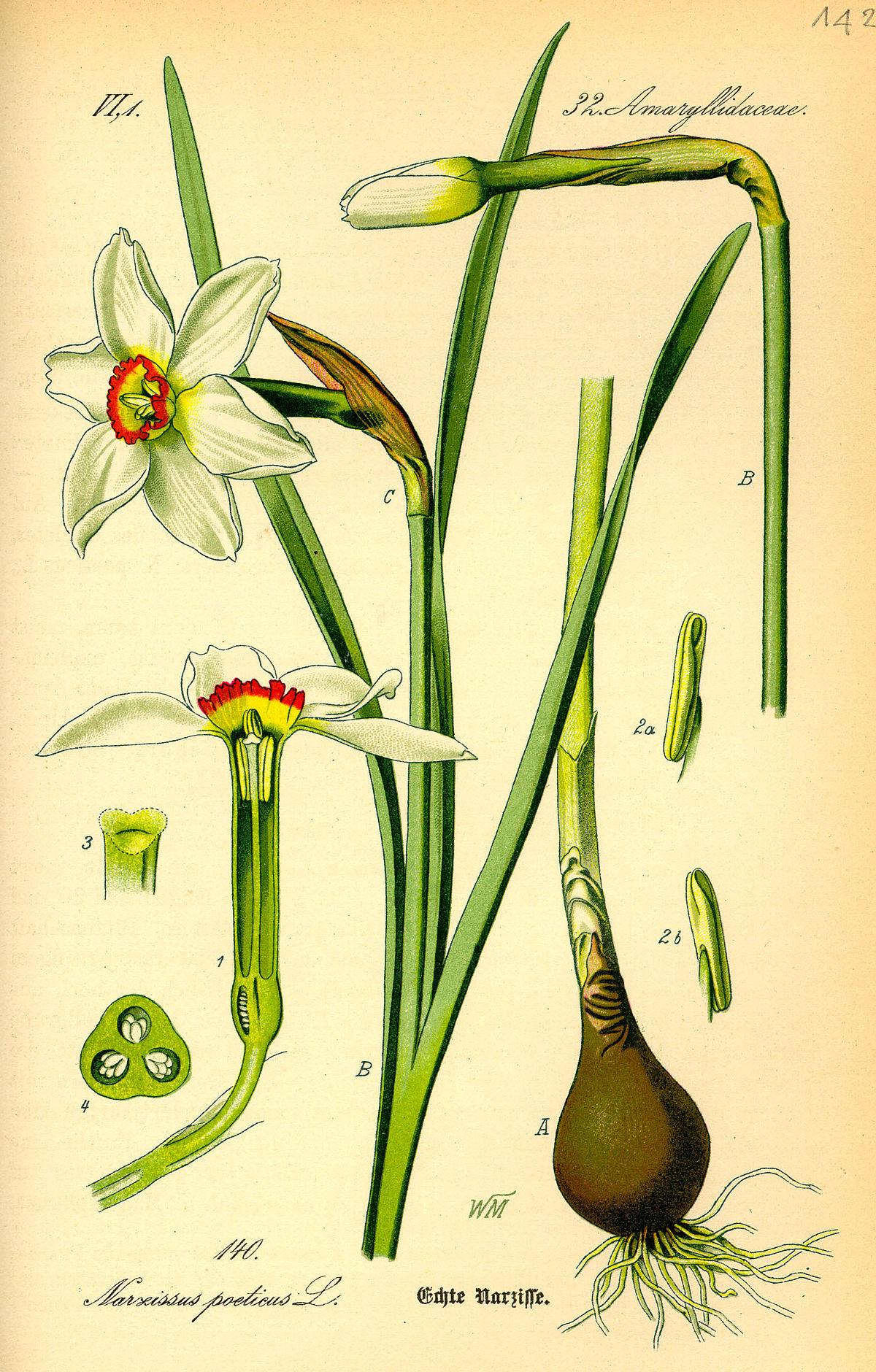 Narcissus