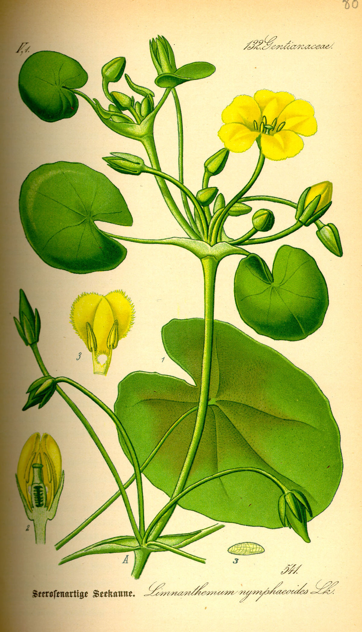 Menyanthaceae
