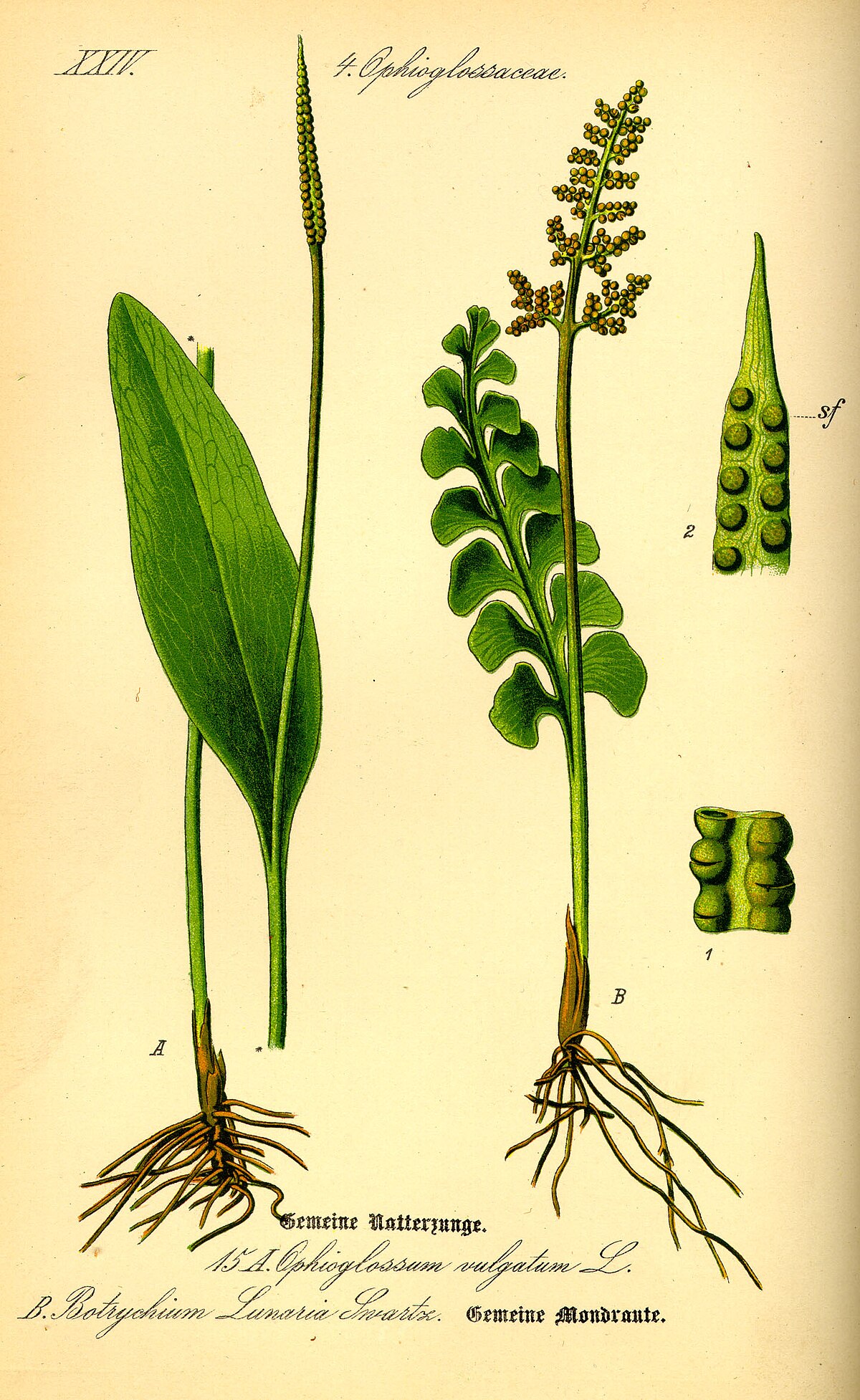 Ophioglossaceae