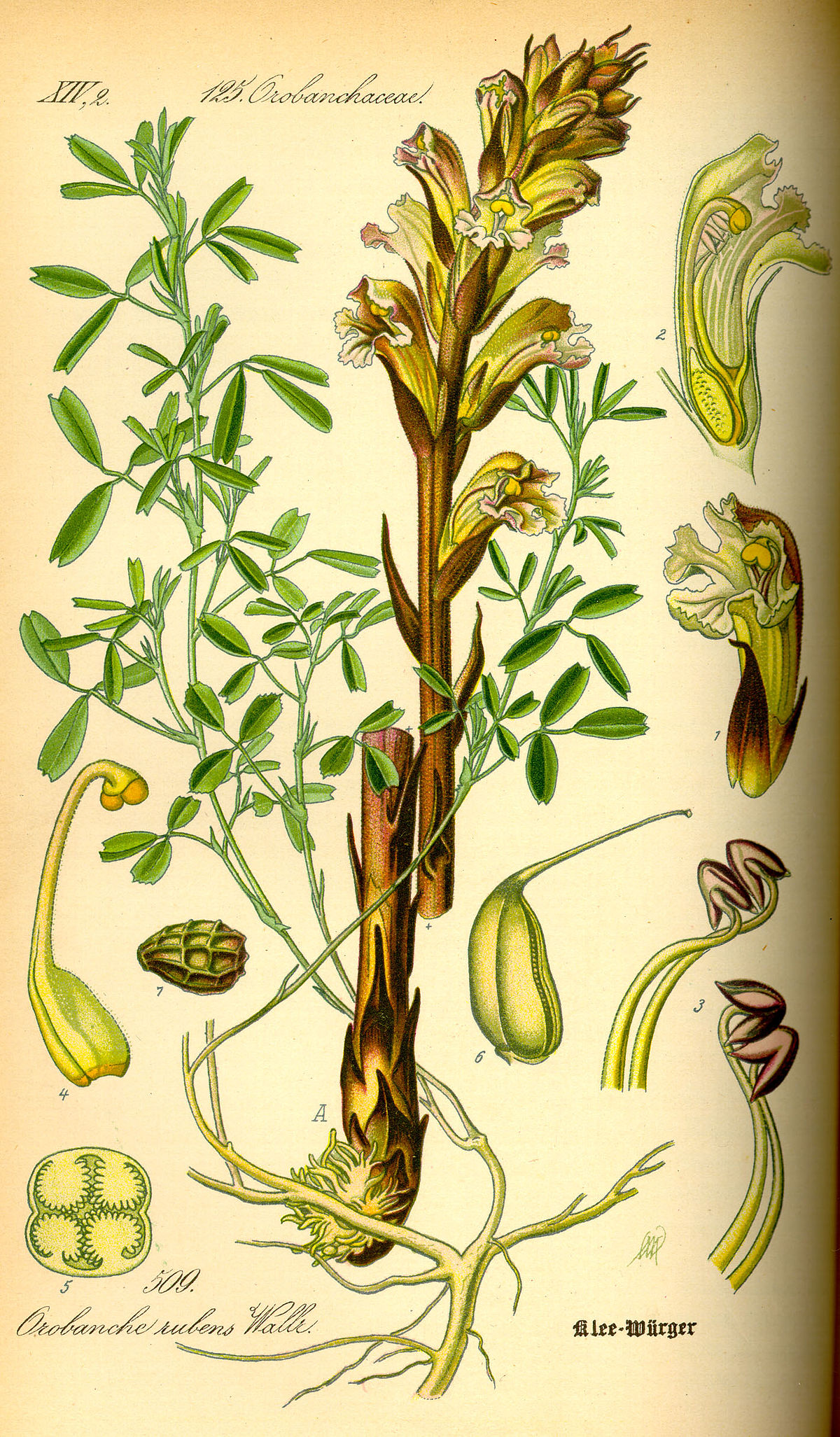 Orobanche