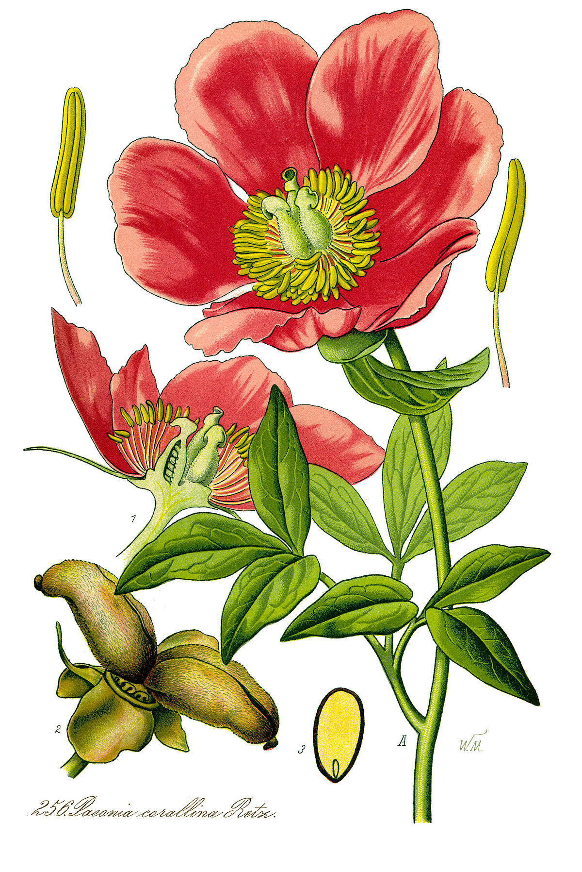 Paeonia mascula