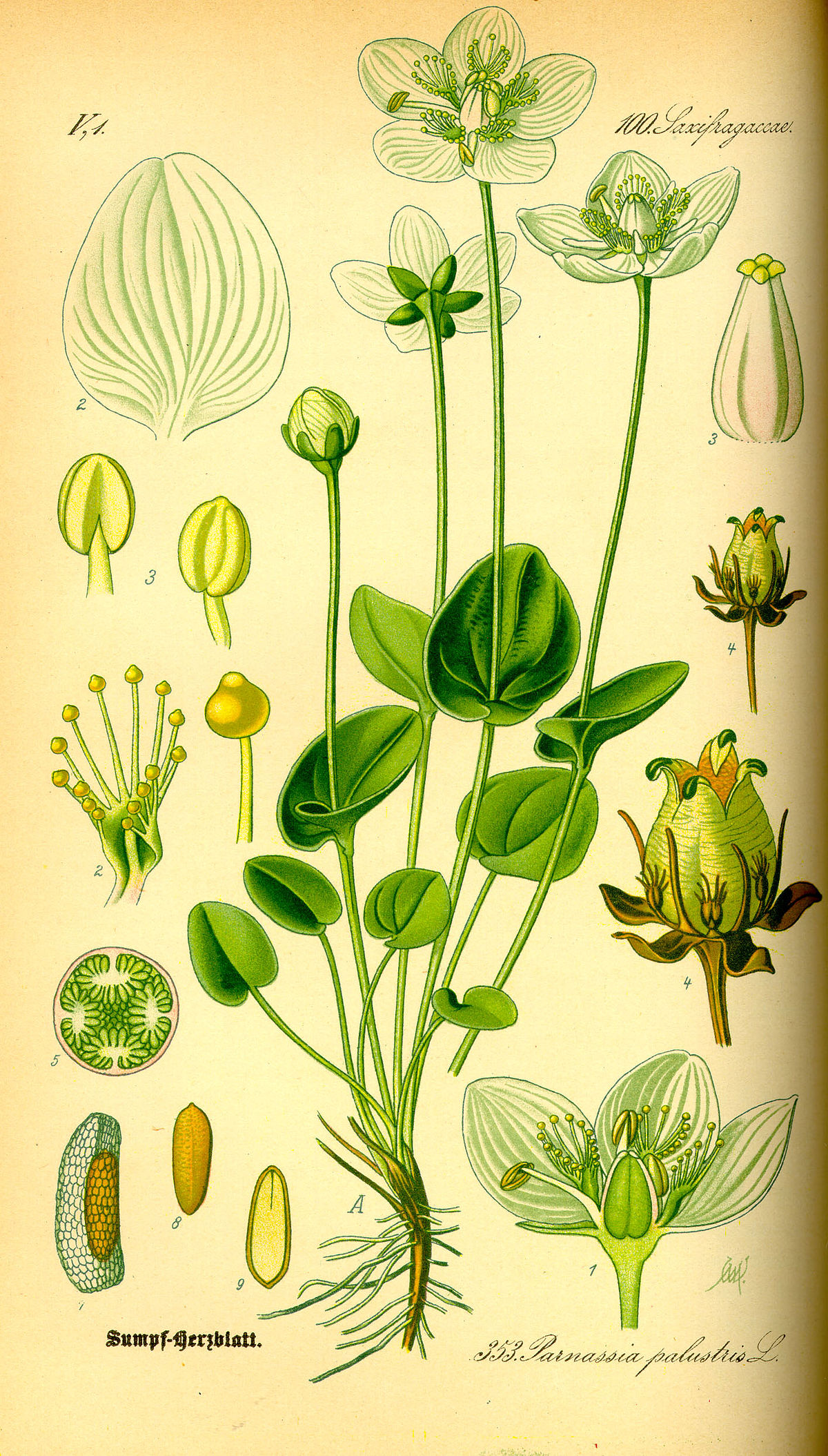 Parnassiaceae