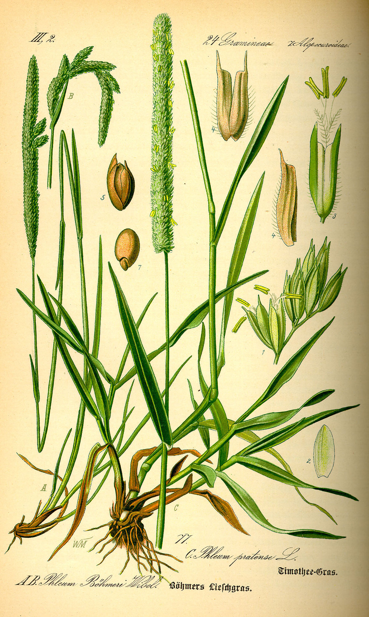 Fléole des prés