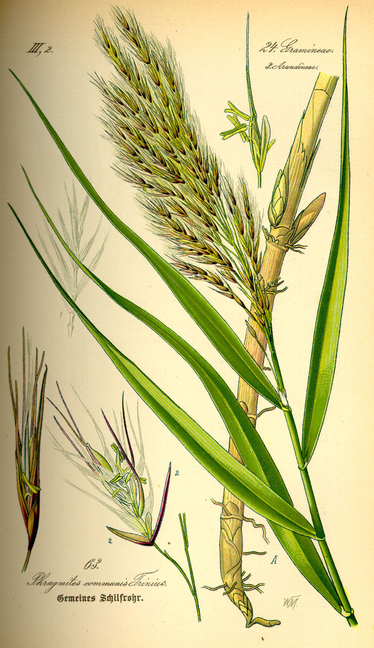 Phragmites