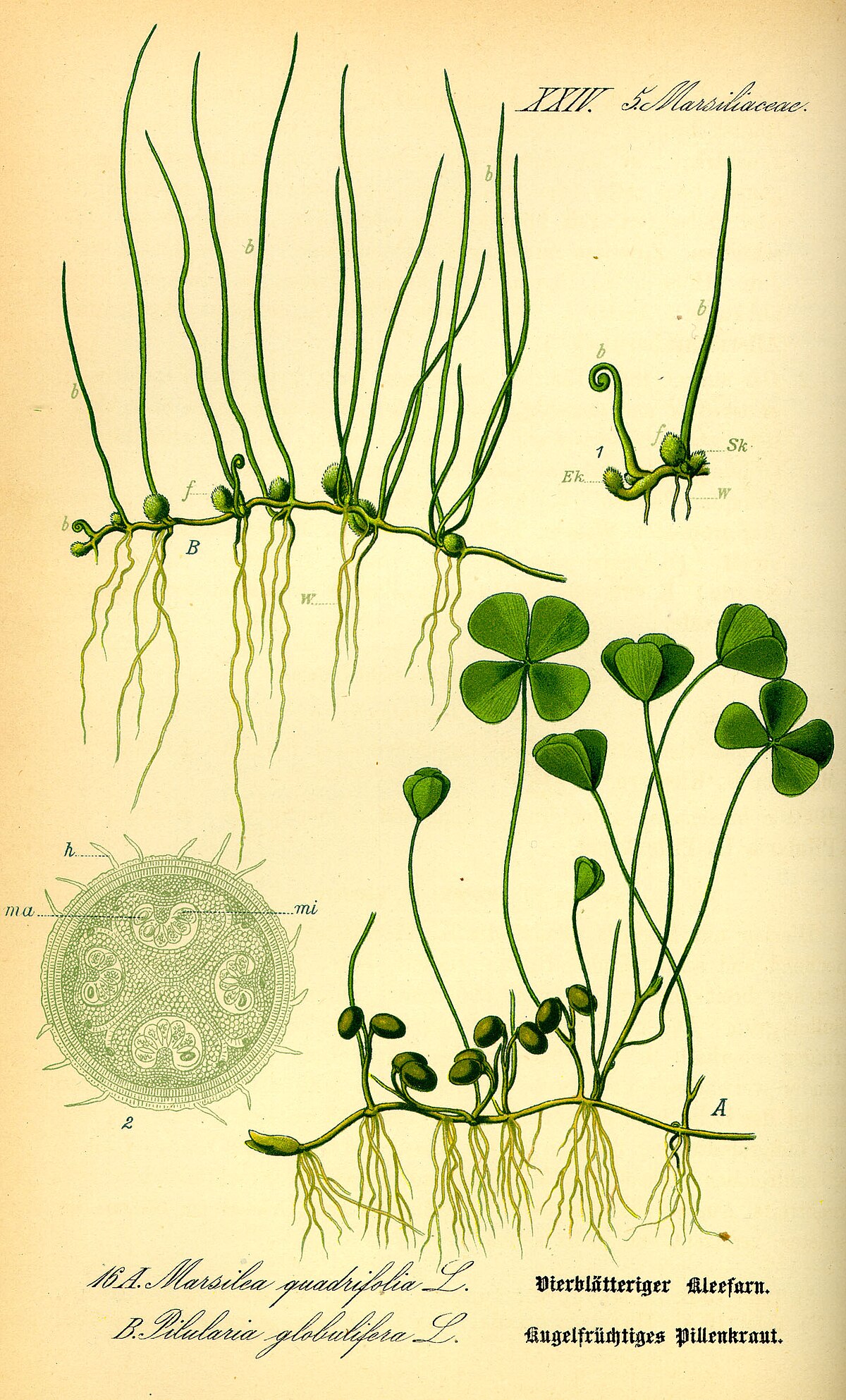 Marsileaceae