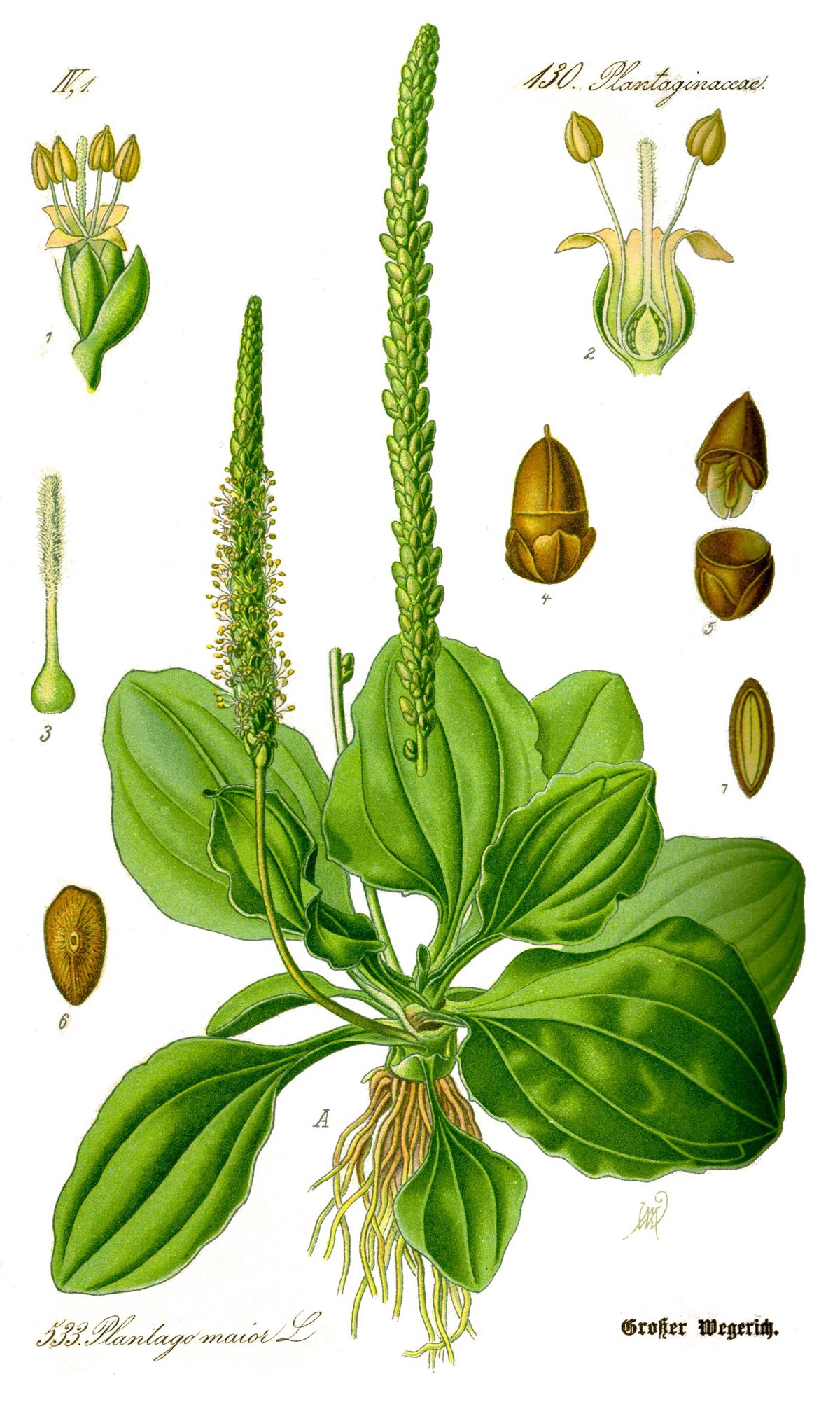 Grand plantain