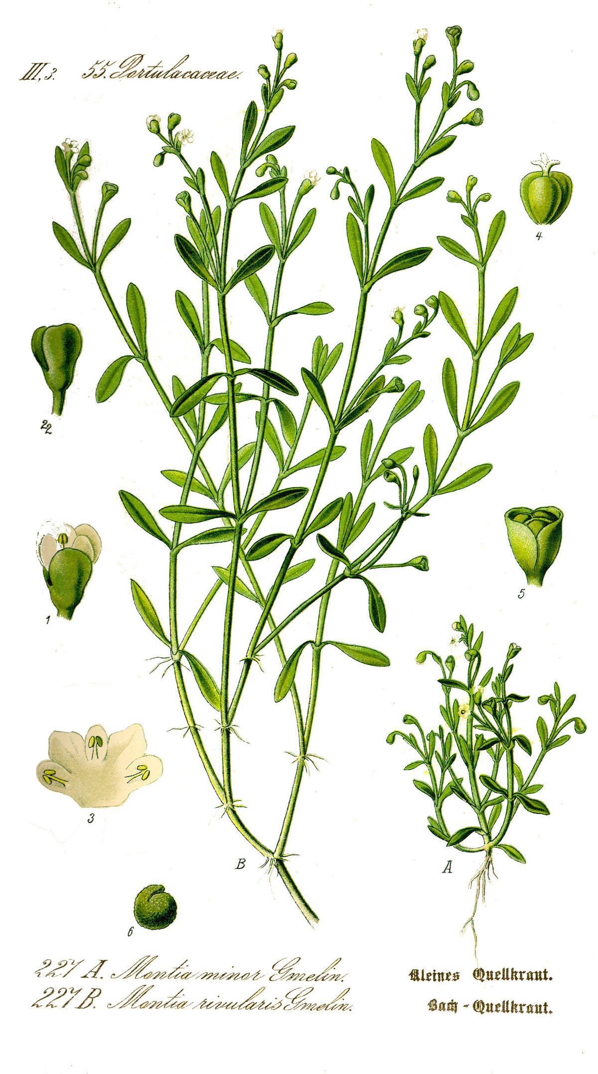 Montia fontana