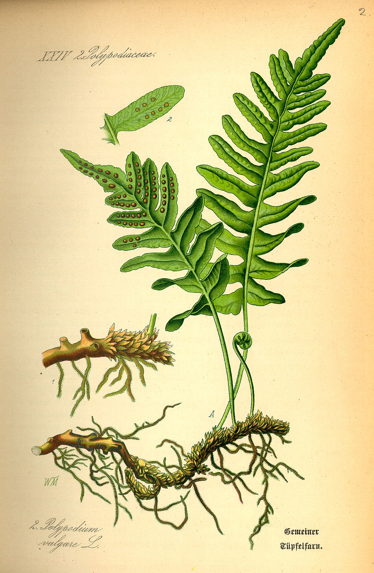 Polypode commun