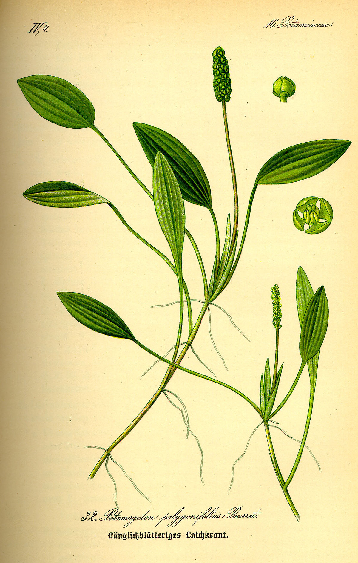 Potamogetonaceae