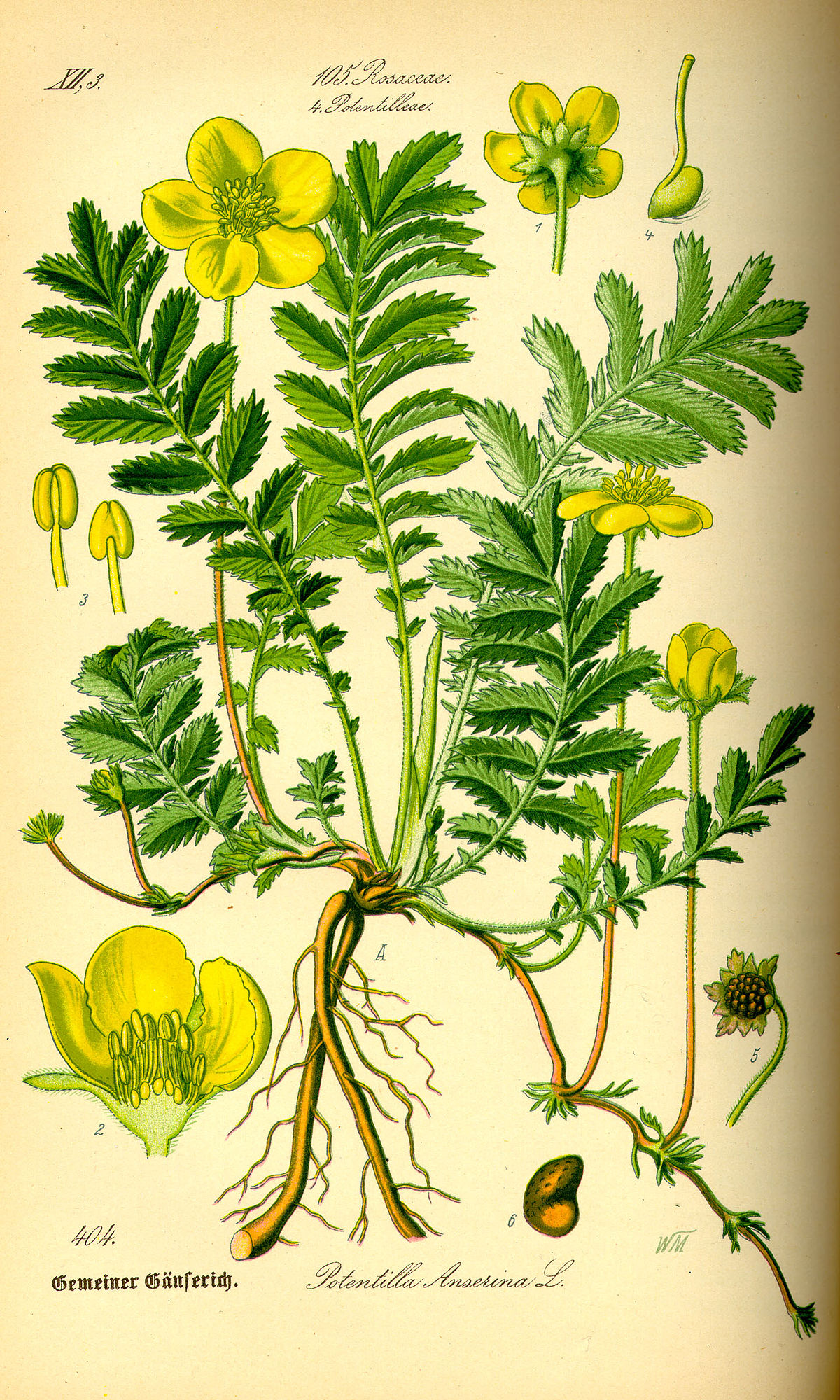 Potentille ansérine
