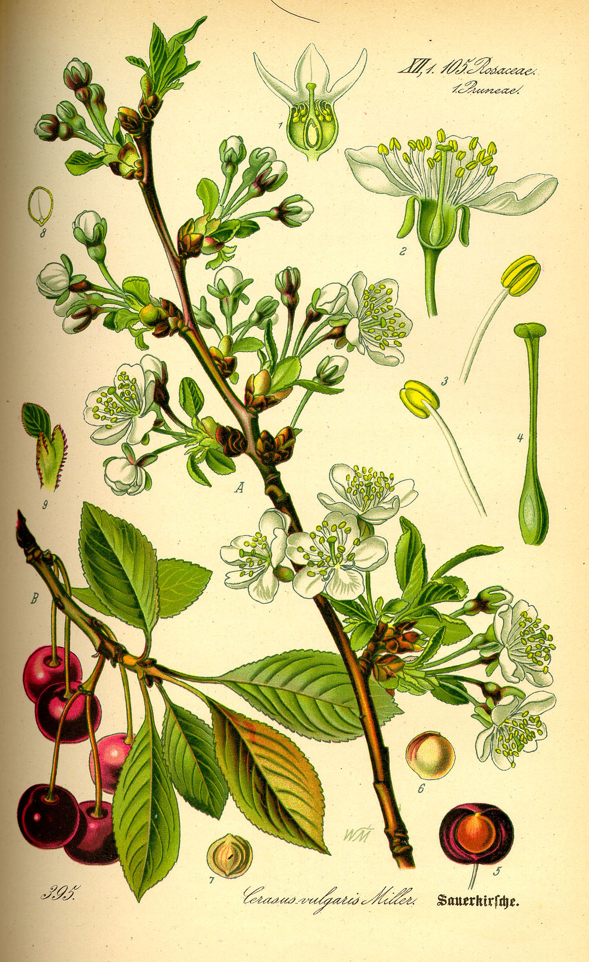 Prunus cerasus