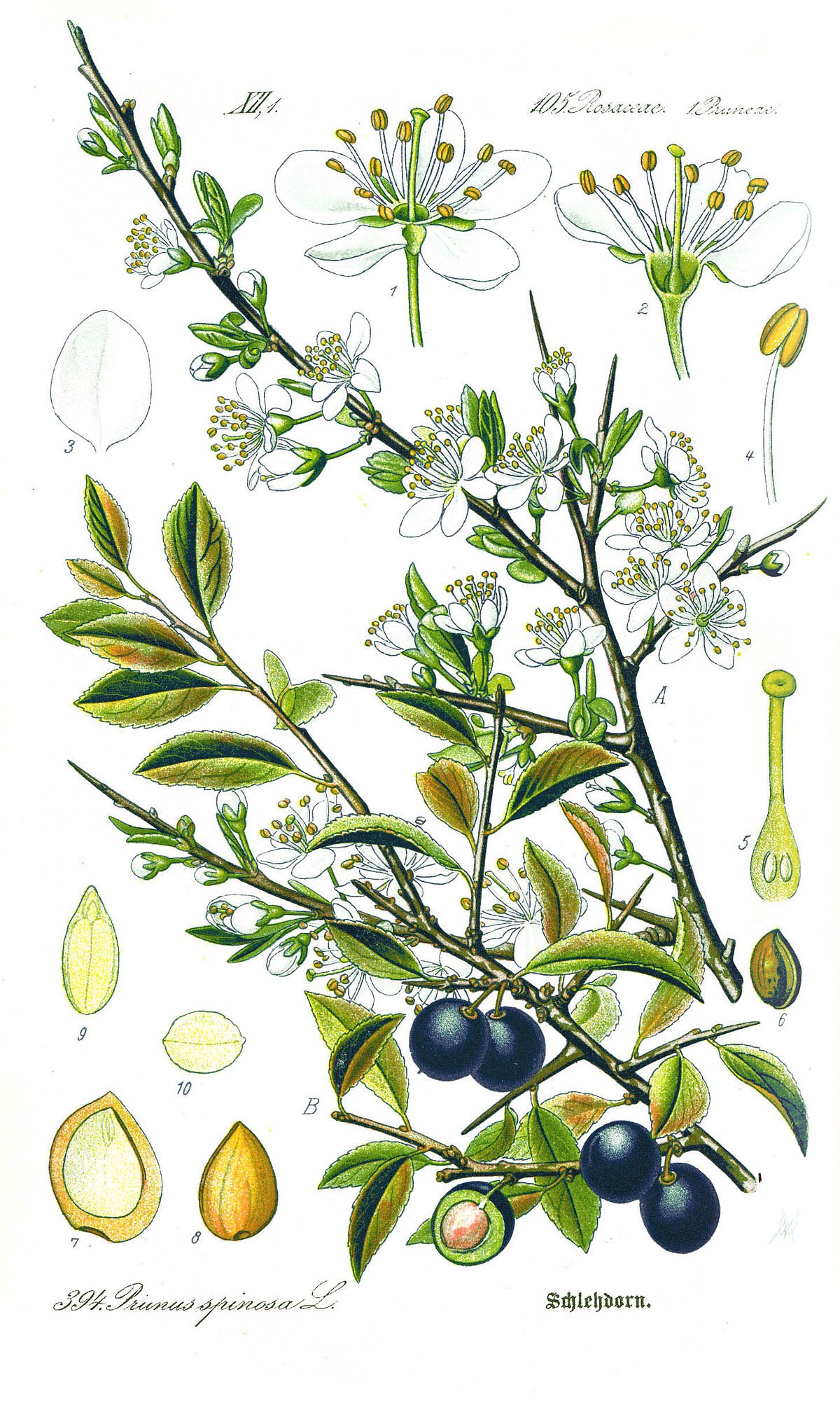 Prunellier