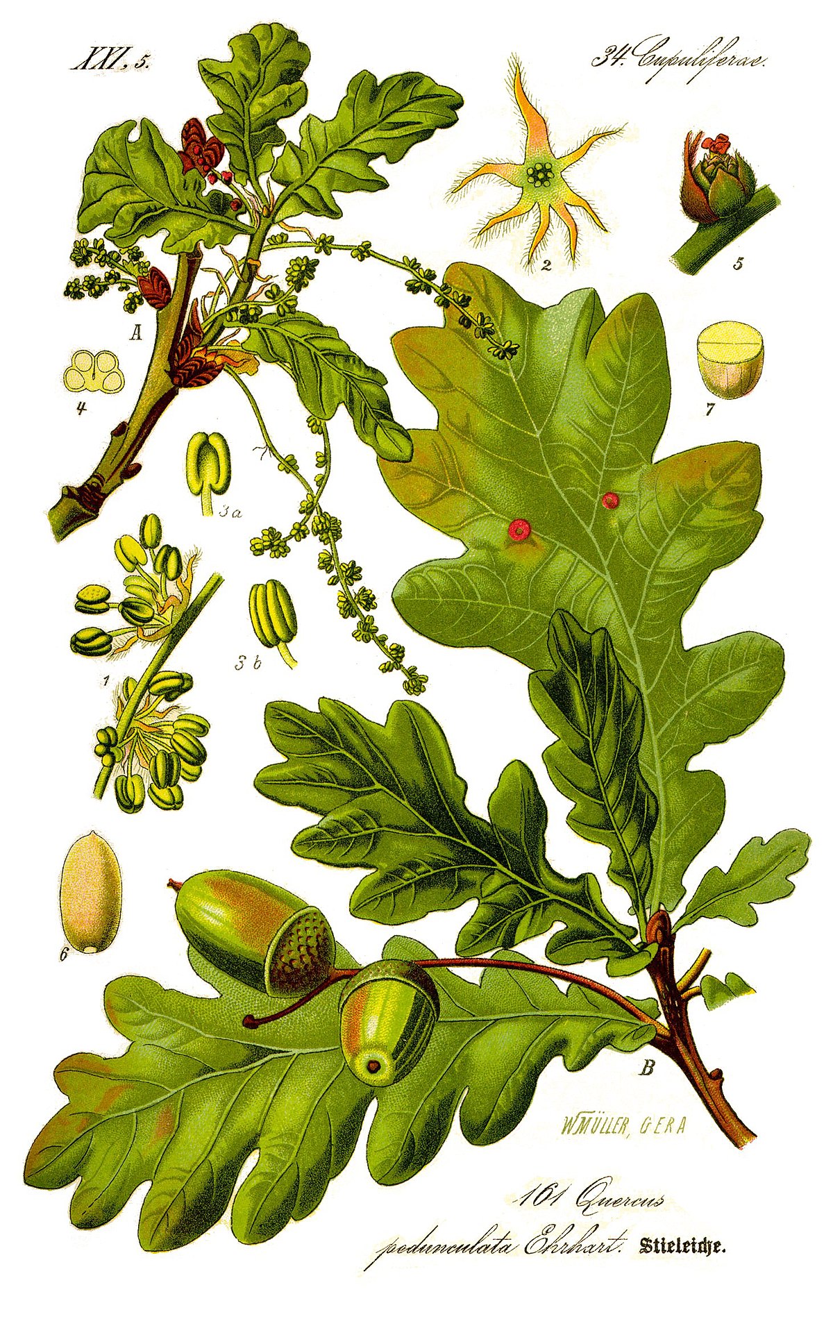 Chêne pédonculé