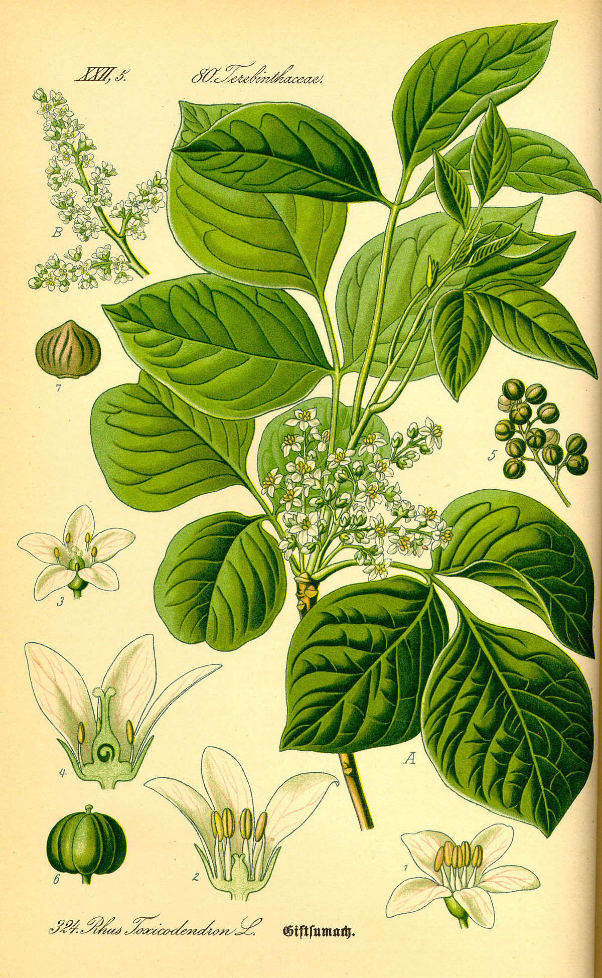 Anacardiaceae