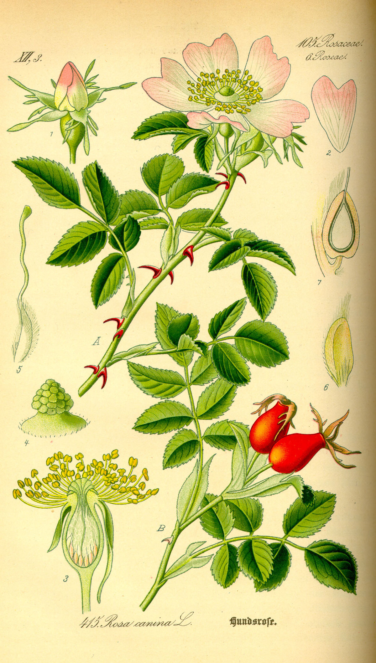Rosaceae