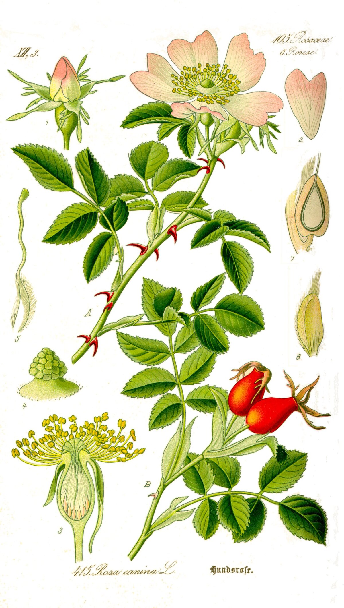 Rosier